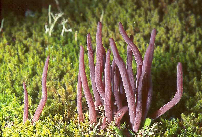 Alloclavaria purpurea